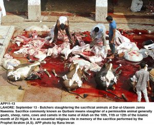 APP11-13 LAHORE: September 13 - Butchers slaughtering the sacrificial animals at Dar-ul-Ulaoom Jamia Naeemia. Sacrifice commonly known as Qurbani means slaughter of a permissible animal generally goats, sheep, rams, cows and camels in the name of Allah on the 10th, 11th or 12th of the Islamic month of Zil Hijjah. It is an essential religious rite in memory of the sacrifice performed by the Prophet Ibrahim (A.S). APP photo by Rana Imran