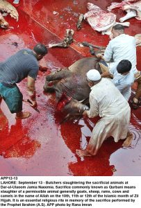 APP12-13 LAHORE: September 13 - Butchers slaughtering the sacrificial animals at Dar-ul-Ulaoom Jamia Naeemia. Sacrifice commonly known as Qurbani means slaughter of a permissible animal generally goats, sheep, rams, cows and camels in the name of Allah on the 10th, 11th or 12th of the Islamic month of Zil Hijjah. It is an essential religious rite in memory of the sacrifice performed by the Prophet Ibrahim (A.S). APP photo by Rana Imran