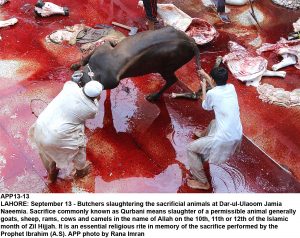 APP13-13 LAHORE: September 13 - Butchers slaughtering the sacrificial animals at Dar-ul-Ulaoom Jamia Naeemia. Sacrifice commonly known as Qurbani means slaughter of a permissible animal generally goats, sheep, rams, cows and camels in the name of Allah on the 10th, 11th or 12th of the Islamic month of Zil Hijjah. It is an essential religious rite in memory of the sacrifice performed by the Prophet Ibrahim (A.S). APP photo by Rana Imran