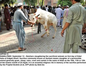 APP29-13 RAWALPINDI: September 13  Butchers slaughtering the sacrificial animals on first day of Eidul Azha at Eidgah Sharif. Sacrifice commonly known as Qurbani means slaughter of a permissible animal generally goats, sheep, rams, cows and camels in the name of Allah on the 10th, 11th or 12th of the Islamic month of Zil Hijjah. It is an essential religious rite in memory of the sacrifice performed by the Prophet Ibrahim (A.S). APP photo by Abid Zia