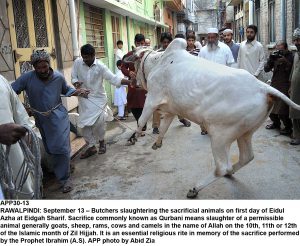 APP30-13 RAWALPINDI: September 13  Butchers slaughtering the sacrificial animals on first day of Eidul Azha at Eidgah Sharif. Sacrifice commonly known as Qurbani means slaughter of a permissible animal generally goats, sheep, rams, cows and camels in the name of Allah on the 10th, 11th or 12th of the Islamic month of Zil Hijjah. It is an essential religious rite in memory of the sacrifice performed by the Prophet Ibrahim (A.S). APP photo by Abid Zia