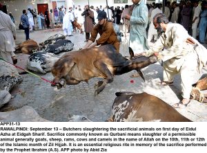 APP31-13 RAWALPINDI: September 13  Butchers slaughtering the sacrificial animals on first day of Eidul Azha at Eidgah Sharif. Sacrifice commonly known as Qurbani means slaughter of a permissible animal generally goats, sheep, rams, cows and camels in the name of Allah on the 10th, 11th or 12th of the Islamic month of Zil Hijjah. It is an essential religious rite in memory of the sacrifice performed by the Prophet Ibrahim (A.S). APP photo by Abid Zia