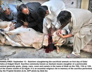 APP32-13 RAWALPINDI: September 13  Butchers slaughtering the sacrificial animals on first day of Eidul Azha at Eidgah Sharif. Sacrifice commonly known as Qurbani means slaughter of a permissible animal generally goats, sheep, rams, cows and camels in the name of Allah on the 10th, 11th or 12th of the Islamic month of Zil Hijjah. It is an essential religious rite in memory of the sacrifice performed by the Prophet Ibrahim (A.S). APP photo by Abid Zia