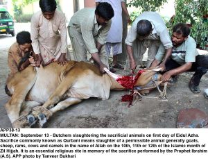 APP38-13 MULTAN: September 13 - Butchers slaughtering the sacrificial animals on first day of Eidul Azha. Sacrifice commonly known as Qurbani means slaughter of a permissible animal generally goats, sheep, rams, cows and camels in the name of Allah on the 10th, 11th or 12th of the Islamic month of Zil Hijjah. It is an essential religious rite in memory of the sacrifice performed by the Prophet Ibrahim (A.S). APP photo by Tanveer Bukhari