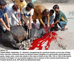 APP41-13 FAISALABAD: September 13 - Butchers slaughtering the sacrificial animals on first day of Eidul Azha. Sacrifice commonly known as Qurbani means slaughter of a permissible animal generally goats, sheep, rams, cows and camels in the name of Allah on the 10th, 11th or 12th of the Islamic month of Zil Hijjah. It is an essential religious rite in memory of the sacrifice performed by the Prophet Ibrahim (A.S). APP photo by Muhammad Azam