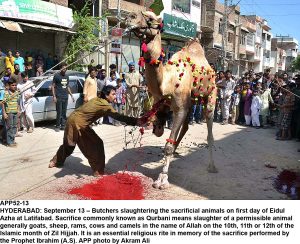 APP52-13 HYDERABAD: September 13  Butchers slaughtering the sacrificial animals on first day of Eidul Azha at Latifabad. Sacrifice commonly known as Qurbani means slaughter of a permissible animal generally goats, sheep, rams, cows and camels in the name of Allah on the 10th, 11th or 12th of the Islamic month of Zil Hijjah. It is an essential religious rite in memory of the sacrifice performed by the Prophet Ibrahim (A.S). APP photo by Akram Ali