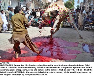 APP53-13 HYDERABAD: September 13  Butchers slaughtering the sacrificial animals on first day of Eidul Azha at Latifabad. Sacrifice commonly known as Qurbani means slaughter of a permissible animal generally goats, sheep, rams, cows and camels in the name of Allah on the 10th, 11th or 12th of the Islamic month of Zil Hijjah. It is an essential religious rite in memory of the sacrifice performed by the Prophet Ibrahim (A.S). APP photo by Akram Ali