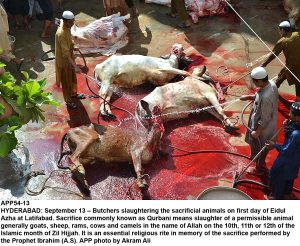 APP54-13 HYDERABAD: September 13  Butchers slaughtering the sacrificial animals on first day of Eidul Azha at Latifabad. Sacrifice commonly known as Qurbani means slaughter of a permissible animal generally goats, sheep, rams, cows and camels in the name of Allah on the 10th, 11th or 12th of the Islamic month of Zil Hijjah. It is an essential religious rite in memory of the sacrifice performed by the Prophet Ibrahim (A.S). APP photo by Akram Ali