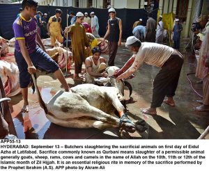 APP55-13 HYDERABAD: September 13  Butchers slaughtering the sacrificial animals on first day of Eidul Azha at Latifabad. Sacrifice commonly known as Qurbani means slaughter of a permissible animal generally goats, sheep, rams, cows and camels in the name of Allah on the 10th, 11th or 12th of the Islamic month of Zil Hijjah. It is an essential religious rite in memory of the sacrifice performed by the Prophet Ibrahim (A.S). APP photo by Akram Ali