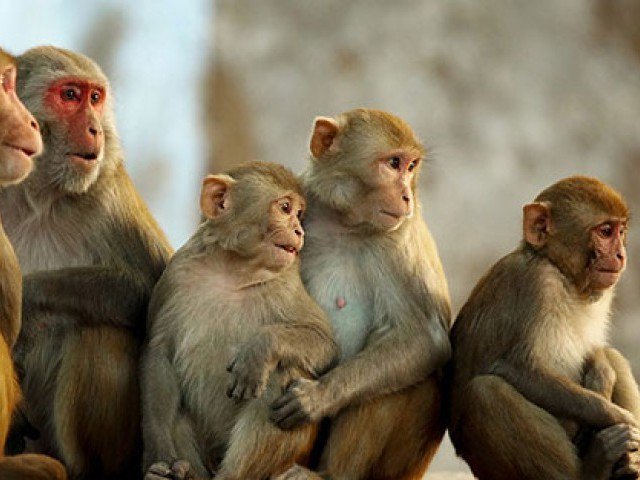 بھارت میں بندر نومولود